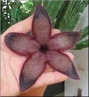 Stapelia macowanii 22